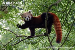 Photo from ARKive of the Red panda (Ailurus fulgens) - http://www.arkive.org/red-panda/ailurus-fulgens/image-G111667.html